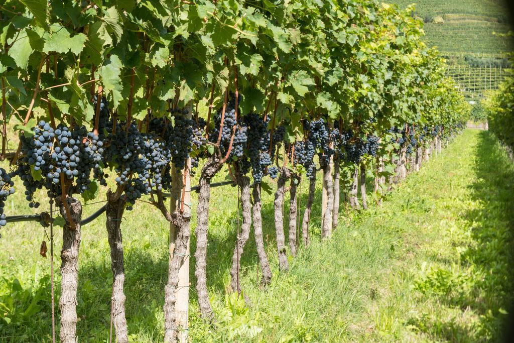 Weingut Morandell Villa Caldaro Exterior photo